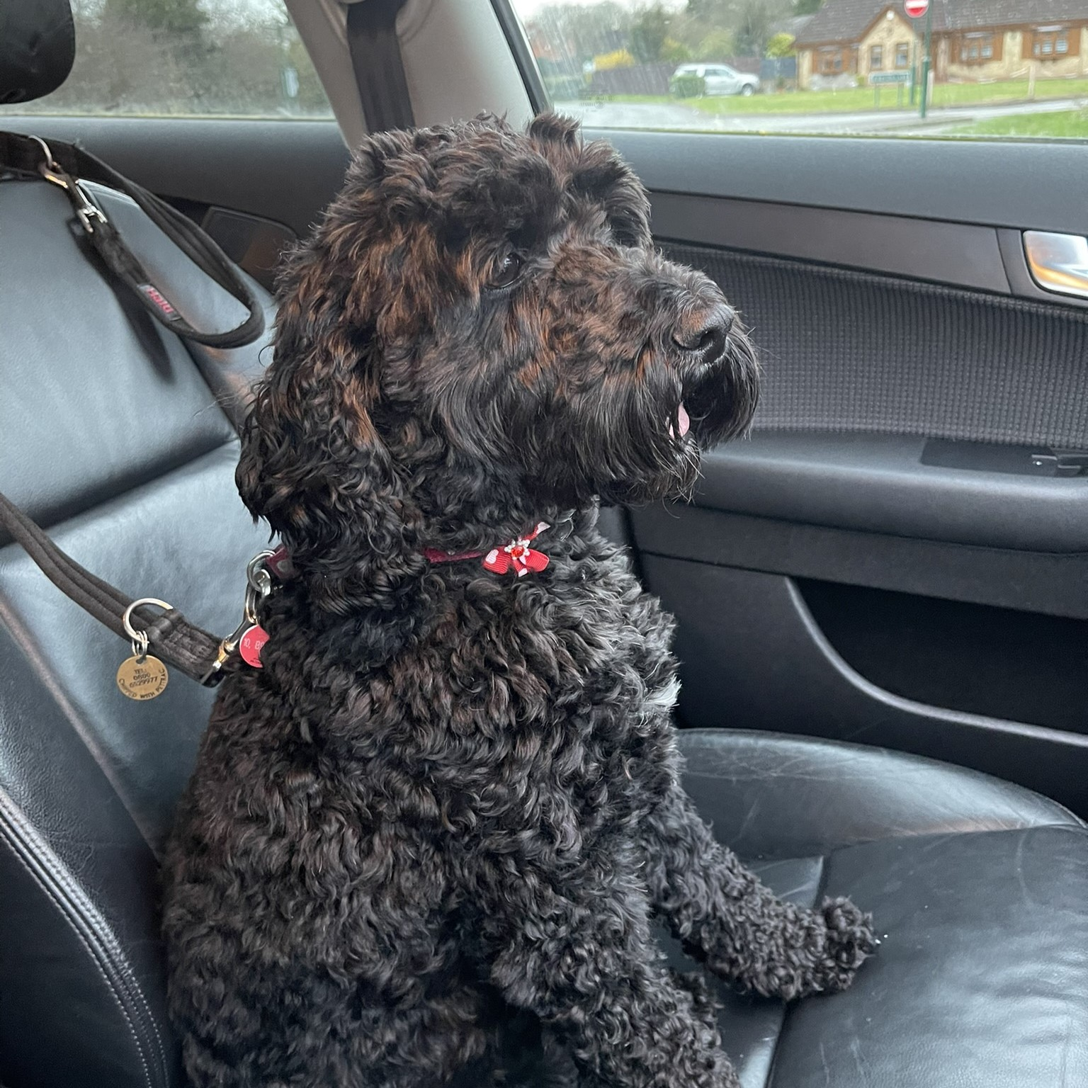 Image of Milo the Dog